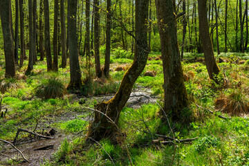Bobrowe tamy na rzece Jałówce, Podlasie, Polska © podlaski49