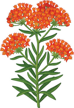 Vector illustration of a butterfly milkweed plant with bright orange flowers and green leaves on a tall stem white background field flower monarch butterfly design element wildlife friendl