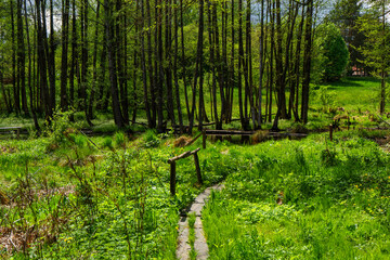 Bobrowe tamy na rzece Jałówce, Podlasie, Polska © podlaski49