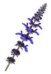 Fototapeta premium Blue salvia sprig for hummingbird garden plans and drought tolerant planting guides with tubular violet blossoms, dark fuzzy calyx whorls and upright flower spike for herb border and bee yard artwork