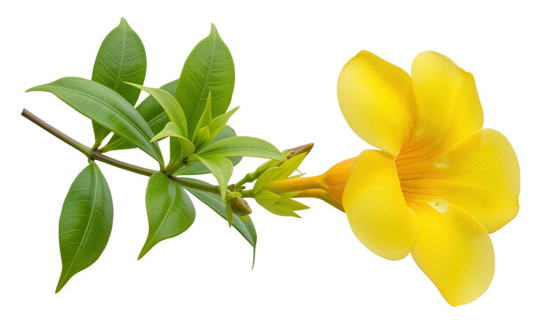 Allamanda flower branch for tropical vine care sheets and patio planting plans with yellow trumpet bloom, glossy leaves and unopened buds for poison notes, veranda trellis layout and nursery signs