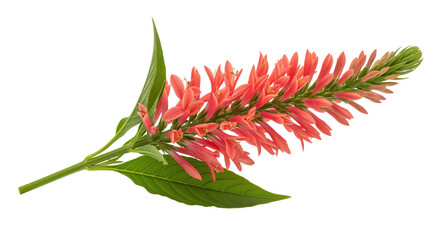 Fototapeta premium Brazilian plume Justicia carnea cutout for hummingbird garden art and tropical greenhouse sales, coral pink flower spike with long pointed leaf helps build pollinator sheets and shade border graphics