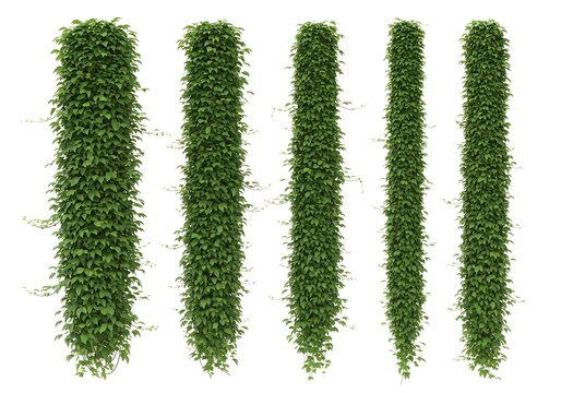 Detailed microscopic view of green filamentous algae structures
