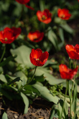 Fototapeta premium Selective focus shot of an elegant white fringed tulip with a vibrant red tulip in soft bokeh background.