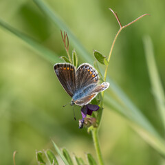 Fototapeta premium Common Blue Butterfly Feeding on Common Vetch
