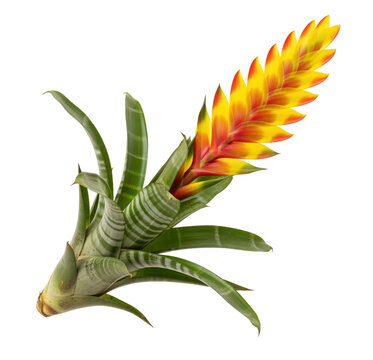 Enhancing a south american tropical rainforest ecology textbook layout or exotic bromeliad care manual with this realistic zebra striped flaming sword vriesea splendens botanical element