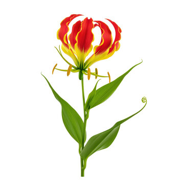 Flame lily botanical asset for poisonous flower safety material and exotic greenhouse teaching, red yellow curled tepals with climbing tendril support pharmacy article artwork