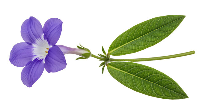 Featuring a realistic violet philippine violet barleria cristata wildflower stem with dark green elliptic leaves to accentuate authentic south asian tropical garden landscaping project graphics