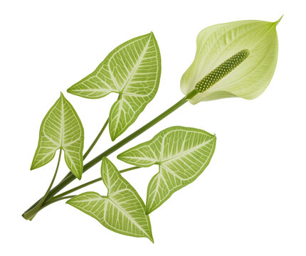 Flowering syngonium podophyllum arrowhead vine cutting featuring a pale green spathe spadix inflorescence and variegated sagittate leaves with prominent white venation graphics