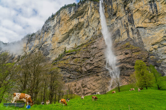 Grazing cows at Staubbach Falls, Switzerland
