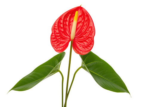Glossy red anthurium tailflower foliage optimizing minimalist apartment interiorism staging catalog or urban indoor jungle botanical nursery retail wholesale marketing announcement merchandise