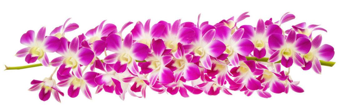 Horizontal seamless floral border of purple dendrobium orchid flowers, magenta sonia orchids chain for tropical hawaiian wedding lei garland backdrop graphic asset