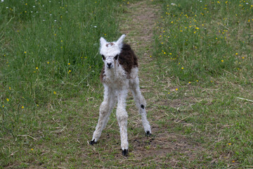 Fototapeta premium alpaka tier natur lama baby