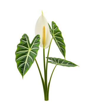 Peace lily spathe for air purifying houseplant care resources with cream sail shaped bloom, yellow spadix and veined arrow leaves for shade gardening, humidity tips and indoor greenery articles
