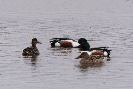 Canard souchet