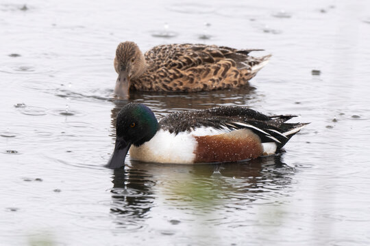 Canard souchet