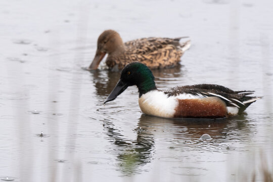 Canard souchet