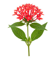 Fototapeta premium Pentas lanceolata starcluster inflorescence optimizing subtropical backyard wildlife habitat restoration manual or hummingbird pollinator sanctuary preservation textbook circular