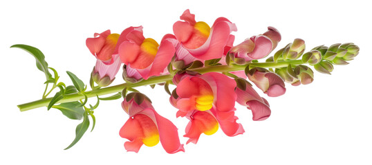 Fototapeta premium Snapdragon Antirrhinum majus cutout for cottage seed packet and hummingbird garden projects, coral pink lipped flower spike with yellow throat and bud row fits summer bedding sheet and seed sale board