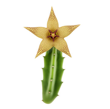 Stapelia starfish flower for succulent care sheets and carrion plant articles with spotted five pointed bloom, ribbed green stem and fly pollination detail for desert greenhouse and botany study