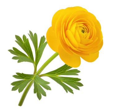 Ranunculus flower for spring bouquet ordering and buttercup bulb sales, layered rosette bloom with lobed foliage suits bridal recipe sheets, Mother&rsquo;s Day mailers and garden planting cards
