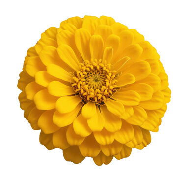 Zinnia bloom for summer cut flower growers and pollinator seed packets with layered daisy head, central disk florets and rounded petals for farm bouquet sales, garden lesson and bee chart