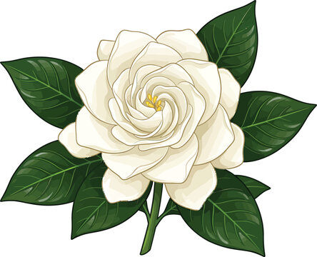 White gardenia flower with lush green leaves elegant hand drawn vector illustration isolated on a white background design element tropical plant gardenia tropical fragrant isolated