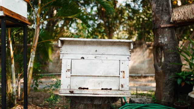 White wooden beehive standing in garden, representing beekeeping and honey production
