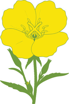 Single yellow evening primrose flower with green buds botanical illustration white background plant life medicinal plant illustration botanical blooming wildflower isolated cheerful