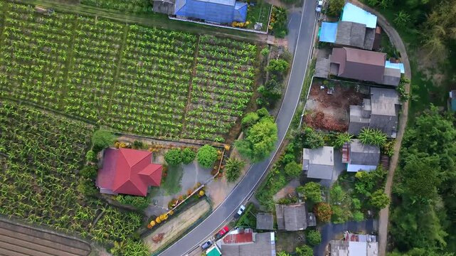 Drone shot moving vertically over a winding rural asphalt road that splits a landscape of cultivated fruit tree orchards agricultural fields and countryside houses in a quiet village setting during th