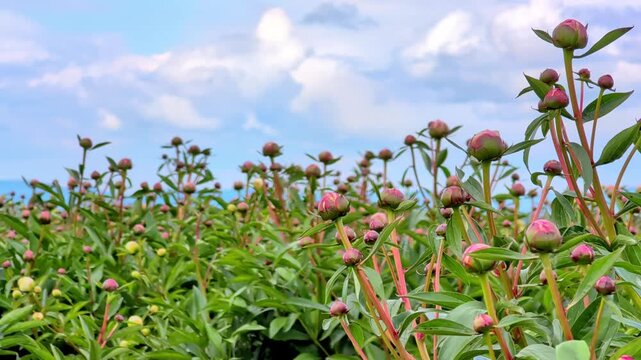Vibrant peony flowers flourish in a garden, highlighting the agricultural landscape and blue sly. Local flower farm concept. B-roll
