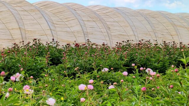Colorful peony flowers bloom vibrantly in a lush garden beneath large greenhouse structures on local flower farm, showcasing the beauty of nature in a cultivated agricultural setting