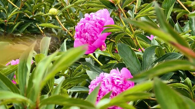 Pink peony flowers flourish in a green field, displaying their vivid colors and detailed petals under a clear sky with distant hills visible. Local cut flower farm concept.