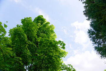 Fototapeta premium Fresh Green Trees and Blue Sky in a Peaceful Spring Nature Landscape