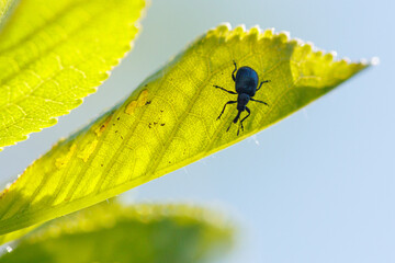 Fototapeta premium Close-up of blue weevil on green leaf with sunlight and clear sky
