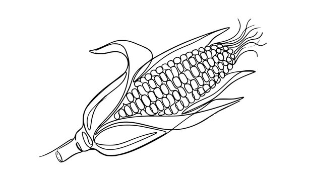 Hand drawn corn ear line art maize agriculture harvest vector illustration isolated white background