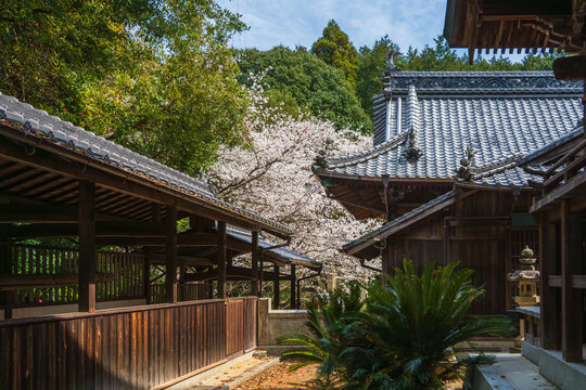 Suga Shrine in the Nagasawa Area of Imabari, Ehime, Japan &ndash; Cherry Blossoms in Spring