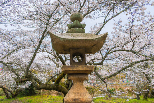 Suga Shrine in the Nagasawa Area of Imabari, Ehime, Japan &ndash; Cherry Blossoms in Spring