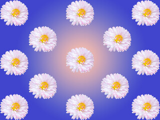 Fototapeta premium Pink China aster Callistephus chinensis flowers pattern on blue gradient background with floral design