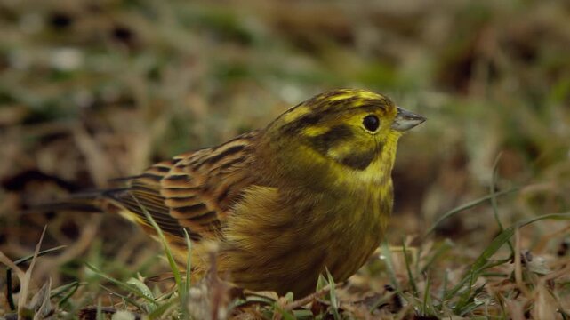 Close-up of a male Yellowhammer showing its bright yellow head with dark brown streaks.