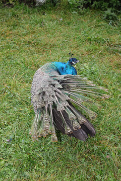 Pfau in der Natur