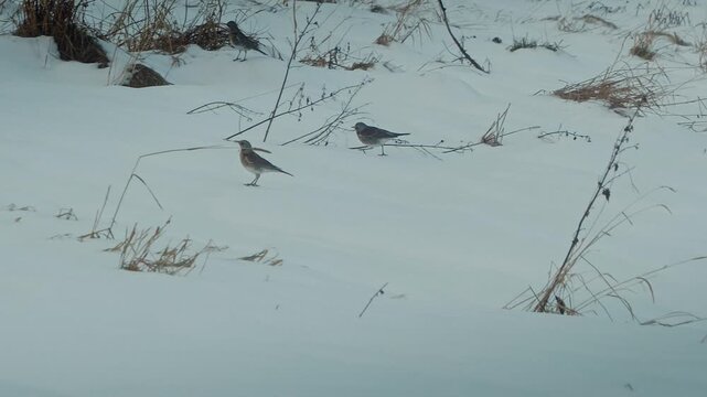 A group of at least four Fieldfare thrushes on snow-covered ground with one captured mid-flight showing motion blur on its wings.