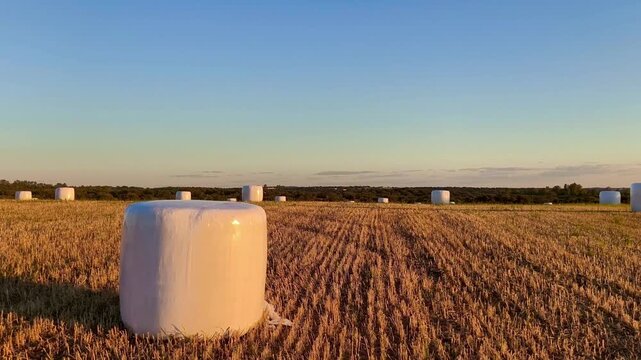 Pacas redondas de heno envueltas en pl&aacute;stico al atardecer