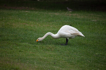 The white swan on the green grassland © 张苏云 张