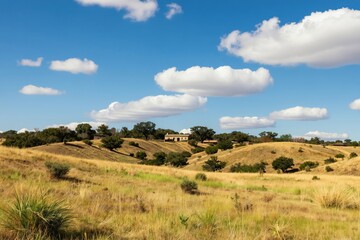 Fototapeta premium Golden grassy hills under blue sky with white clouds. Lone house sits on a hill in scattered oak trees and scrub brush. Rural landscape unfolds with undulating terrain and sunlit fields.
