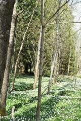 Fototapeta premium A Beautiful forest with different trees, wildflowers and other plants in springtime.