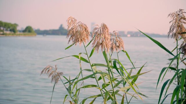 Tall reeds swaying by a peaceful lake at golden hour