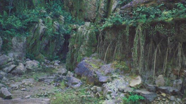 shaded cliff draped with hanging vines, mosscovered ledges and root tangles cradle tiny cascades and pebble pools, cool humid air supports lichen and epiphyte