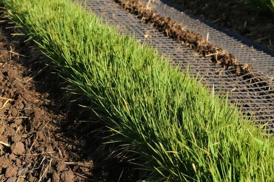 Hydroseeding creates green grass layer on exposed soil. Method prevents erosion, stabilizes slopes with minimal upkeep. Uses seed mixture sprayed onto ground. Technique provides quick ground cover.