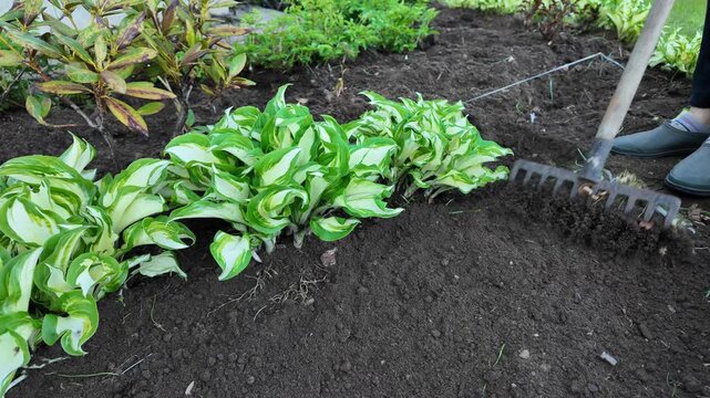 Gardener raking soil in flower bed near hosta plants, garden maintenance and landscaping work, backyard gardening